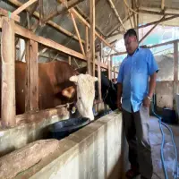 Sapi Jumbo Asal Cisarua Jadi Kurban Presiden Prabowo