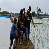 Kronologi Dua Buruh Tani di Subang Tewas Tersambar Petir saat Panen Padi