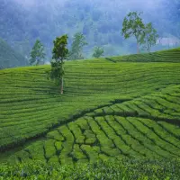 10 Tempat Wisata Subang dengan Suasana Sejuk dan Tenang