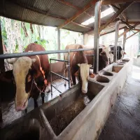 Enam Tahun Berturut-turut, DSP Farm Jadi Pemasok Sapi Presiden