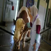 Sapi 1,3 Ton Bantuan Presiden Disembelih di RPH Subang