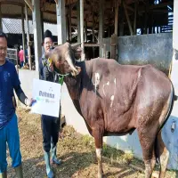 BSI dan Assyifa Perkuat Syiar dan Ekonomi Umat, Peduli Kolaborasi Program Kurban 2026