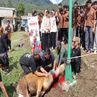 Assyifa Salurkan 531 Hewan Kurban untuk 70.599 Penerima Manfaat