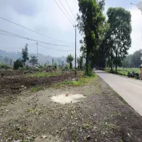 Petani Nanas di Subang Pasrah Hadapi Penanaman Tebu