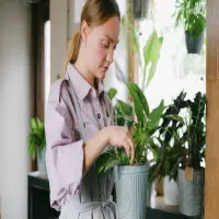 6 Tanaman yang Mudah Dirawat untuk Mempercantik Rumah