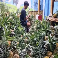 Harga Nanas di Subang Merangkak Naik