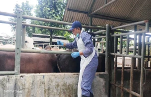 Waspada Penyakit Hewan Menular, Bisa Berpotensi Membahayakan Kesehatan