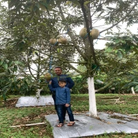 Liburan Lebaran Seru ke Desa Sukamandi: Nikmati Durian Segar Langsung dari Kebun di Kaki Gunung Tangkuban Parahu