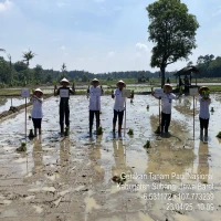 Gerakan Tanam Padi Upaya Tingkatkan Produksi di Subang, Dukung Percepatan Swasembada Pangan Nasional