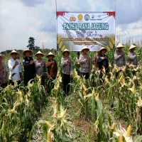 Dukung Ketahanan Pangan, Kapolres Purwakarta Panen Jagung Bersama Petani