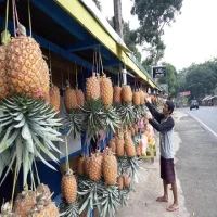 Menjaga Nanas, Kebanggaan Warga Subang yang Lahannya Mulai Berkurang