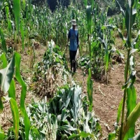 Desa Munjul Kecamatan Pagaden Barat Targetkan  Panen 10 Ton Jagung Hibrida