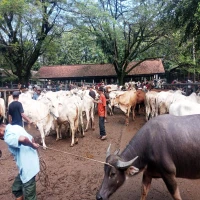 Dinas Petenakan Purwakarta Pastikan Kesehatan Hewan, Lonjakan Pasokan Jelang Idul Adha