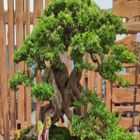 Daftar Bonsai Termahal di Indonesia: Keindahan yang Bernilai Miliaran Rupiah