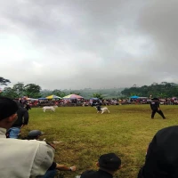 Adu Ketangkasan Domba Garut jadi Magnet Wisata Budaya di Subang
