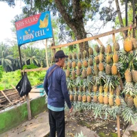 Kisah Pedagang Nanas di Jalancagak Subang yang Bertahan Demi Masa Depan Anak