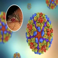 Subang Darurat Kasus Chikungunya, Dinas Kesehatan Catat 271 Kasus di Tahun Ini