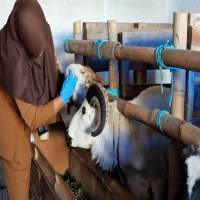 Fatwa MUI Sebut Usia di Bawah Setahun Bisa Dikurbankan, Dinas Peternakan Purwakarta Intensif Periksa Hewan