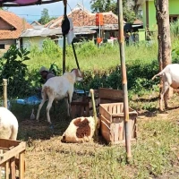 Pedagang Hewan Kurban Buka Lapak Dadakan di Subang, Minat Pembeli Masih Tinggi