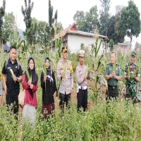 Polsek Jalancagak Gelar Panen Raya Jagung Serentak Kuartal II, Dukung Swasembada Pangan 2025