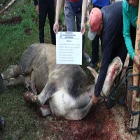 Kurban 7 Sapi dan 115 Domba sebagai Wujud Cinta kepada Allah, Haji Jalal Distribusikan Daging ke Bekasi, Karawang dan Purwakarta