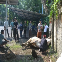 Perumda TRS Kurban Dua Ekor Sapi, Daging Dibagikan ke Warga Sekitar Sumber Air