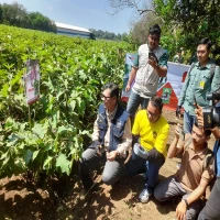 Ketahanan Pangan di Subang, BUMDes Cidadap Tanam Terong Ungu, Bernilai  Ekonomis Tinggi