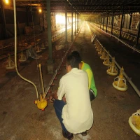 Geliat Bisnis Agro Ayam di Subang, Solusi Kesejahteraan dan Ketahanan Pangan