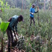 Jongko di Jalancagak Subang Dibongkar, Petani Nanas Kesulitan Jual Hasil Panen