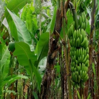 5 Manfaat Daun Pisang untuk Kesehatan yang Jarang Diketahui