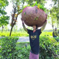 Kisah Dian Buruh Pemetik Teh di Subang, Penghasilan Tak Menentu, Tanpa Jaminan Sosial Ketenagakerjaan