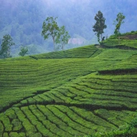 3 Tempat Wisata Sejuk di Subang yang Wajib Dikunjungi
