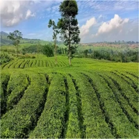 Wisata Kebun Teh di Subang yang Patut Dikunjungi