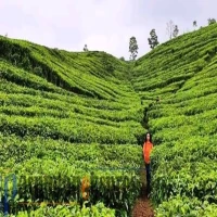 Menjelajahi Pesona Alam dalam Wisata Kebun Teh Ciater Subang