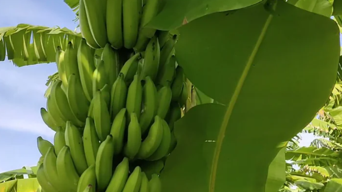 Jenis Pisang Terbaik yang Cocok untuk Menjadi Olahan Keripik(YT_Paddy Coco Banana)