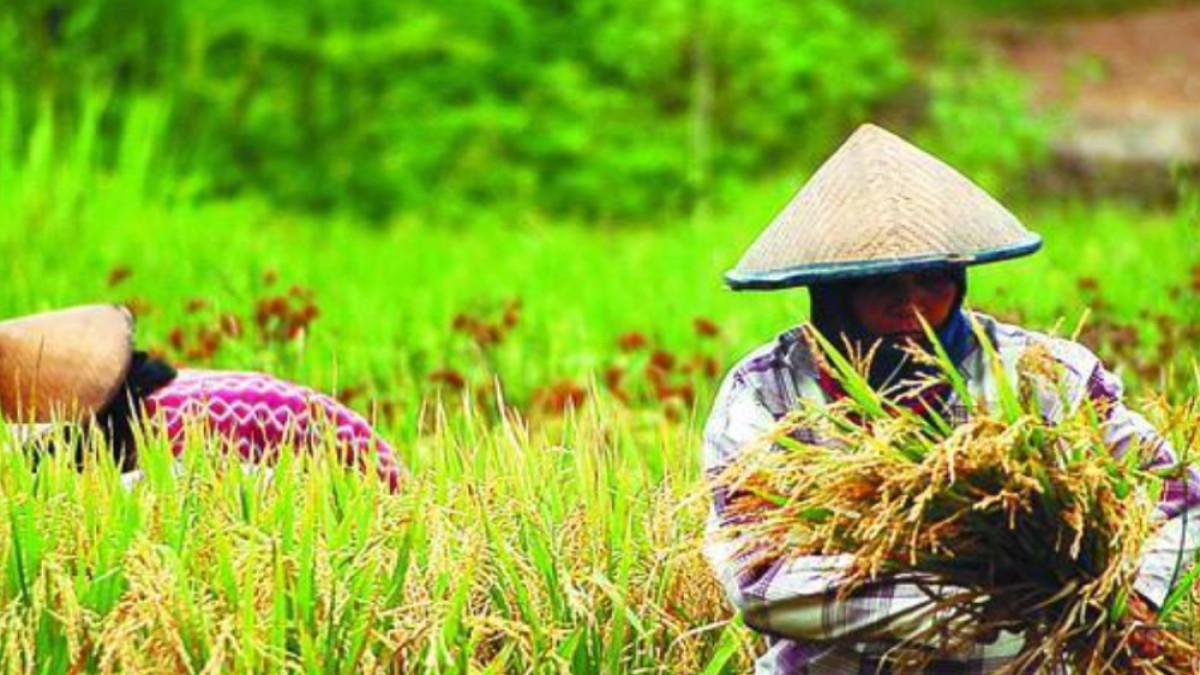 Ketahui Sejarah Hari Tani Nasional yang Diperingati Tanggal 24 September