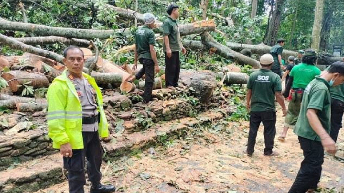 Ditutup Sementara! Pohon Tumbang di Monkey Forest Ubud, Dua Pengunjung Asing Tewas