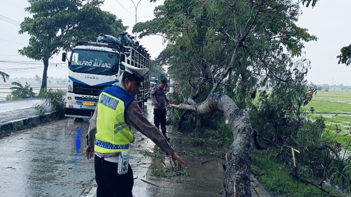 sebuah pohon tumbang dan menutup sebagian bahu Jalan Raya Pantura, mengganggu arus lalu lintas di jalur strategis tersebut.