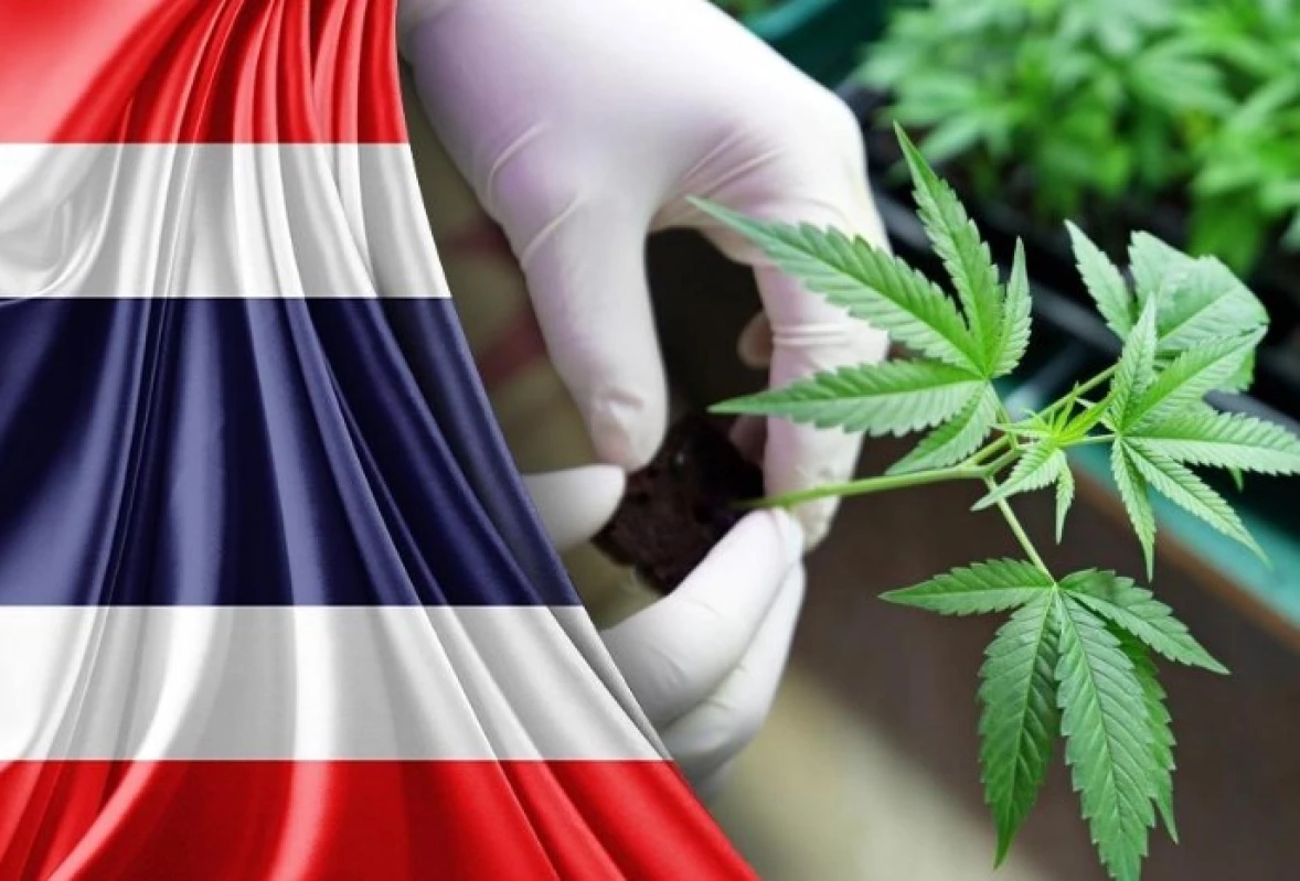 Thailand Melarang Ganja untuk Turis. (Sumber Foto: Cannabis Catalysts.com)