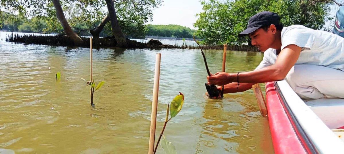 MANGROVE