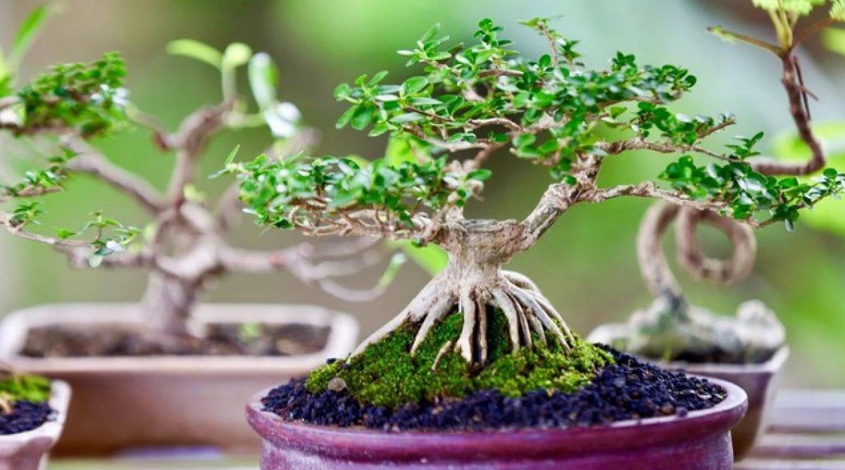 Tanaman Hias bonsai