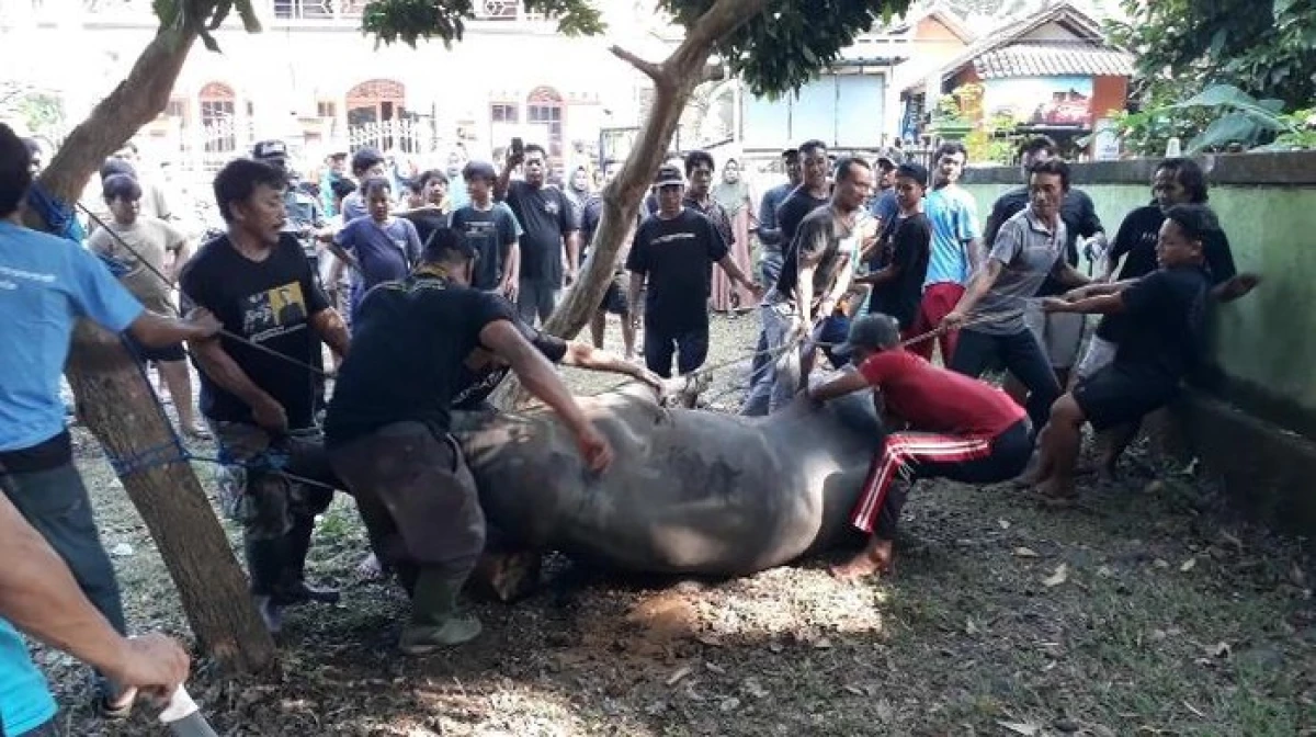 Hebohkan Warga, Sapi Kurban Presiden Jokowi Bangkit Usai di Sembelih