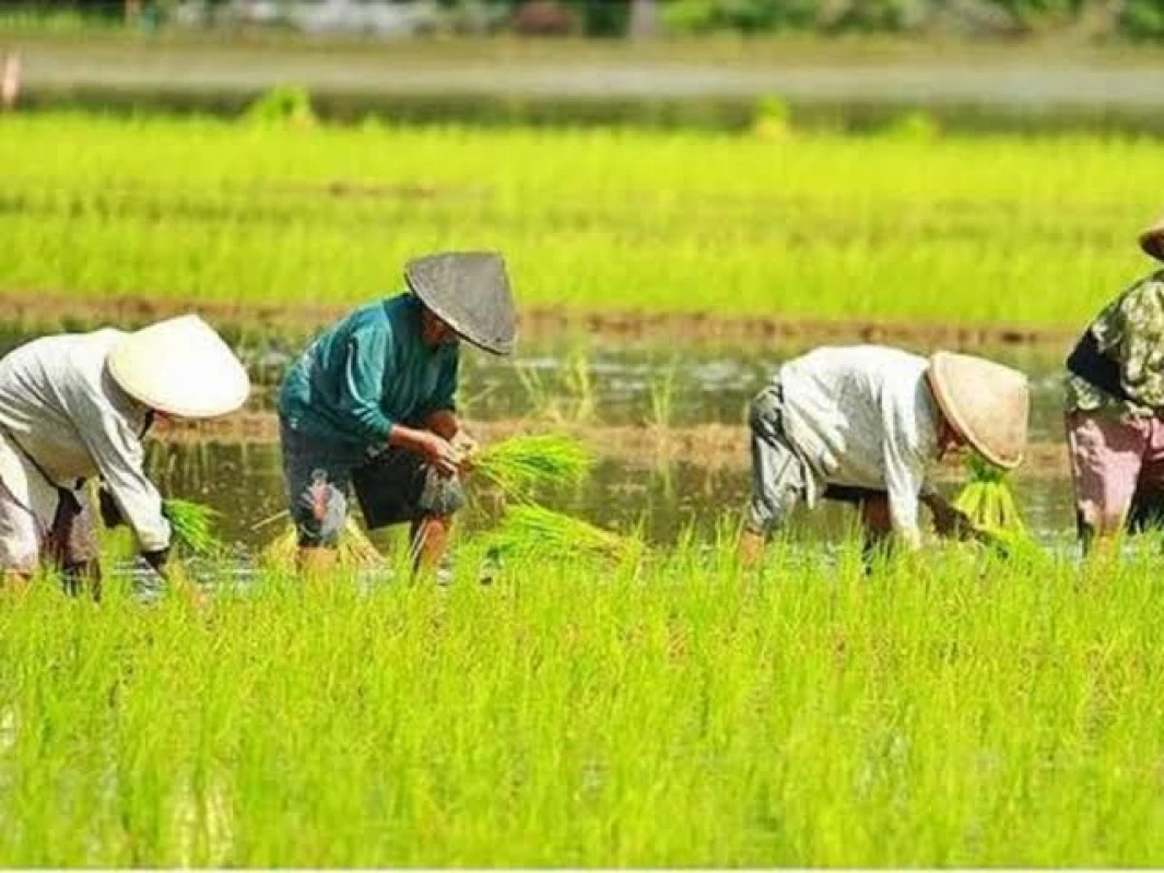 Anak Muda Ogah Jadi Petani Indonesia Krisis Petani (Sumber Foto UPLAND Projeck)