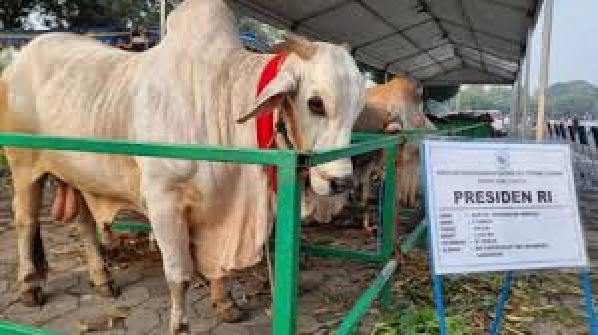 Warga Lombok dan Sumatra Barat Terima Daging Kurban Dari Presiden Jokowi