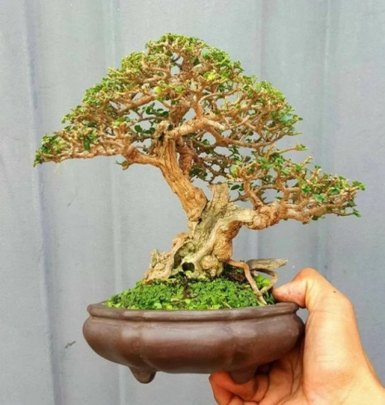 Cara Merawat Bonsai Sancang yang Baik dan Benar