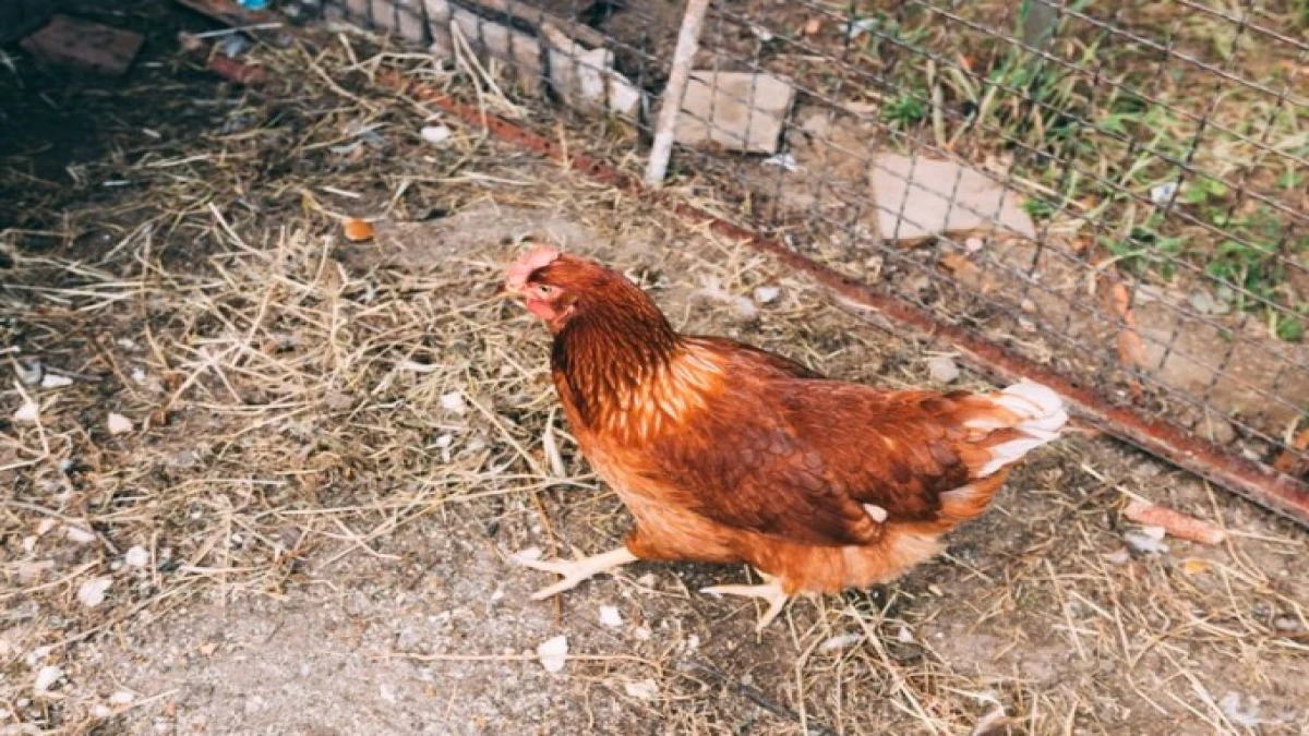 Kemenkes Terbitkan SE untuk Tingkatkan Kesiapsiagaan Hadapi Flu Burung