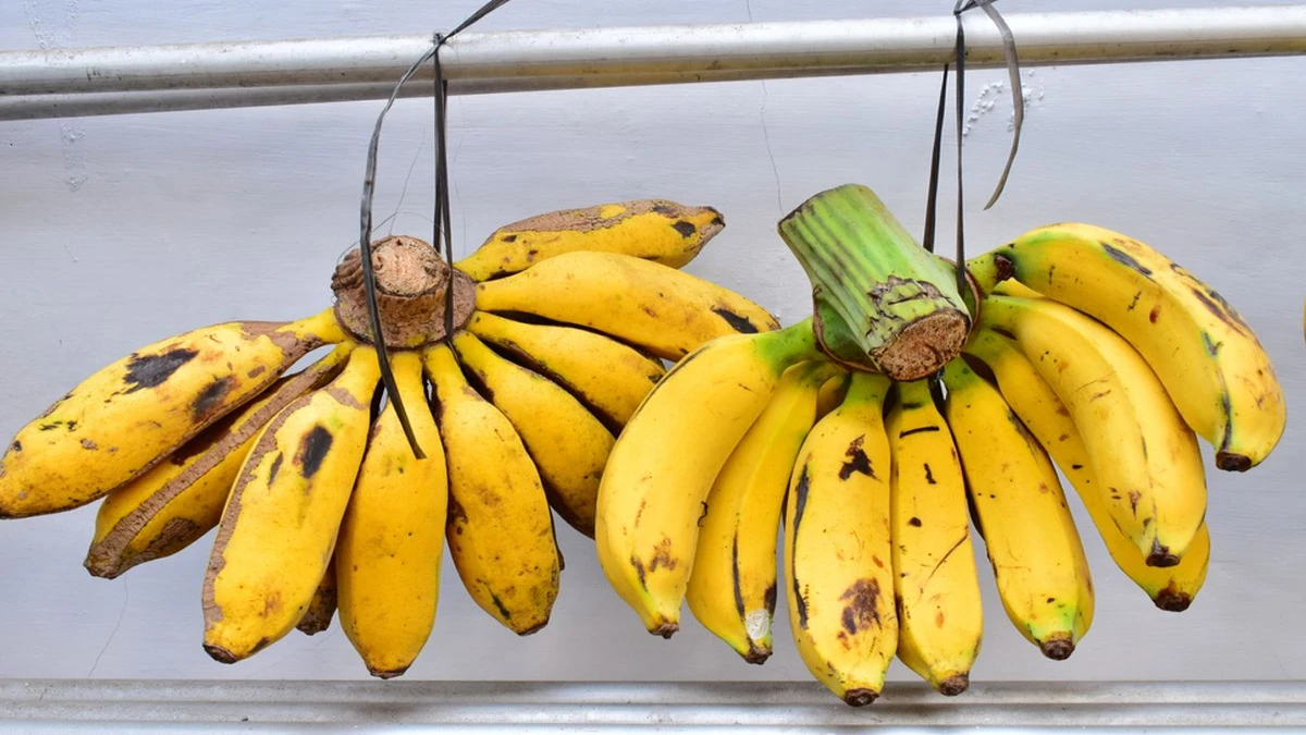 Pisang Ambon vs Pisang Raja: Mana yang Paling Juara untuk Cake?