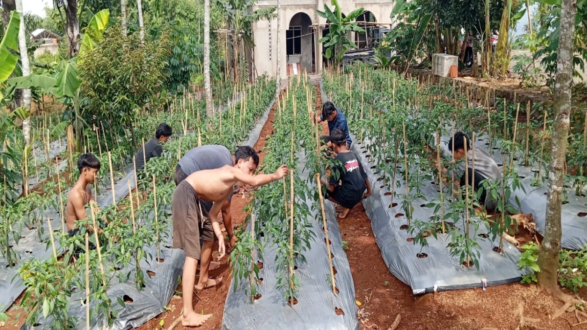 Para santri Ponpes Kebangsaan Siti Aminah Pasir Maung ketika sedang menanam tanaman.