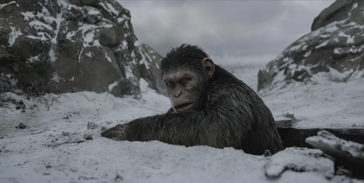 Kenapa Caesar Tak Ada di Kingdom of the Planet of the Apes?