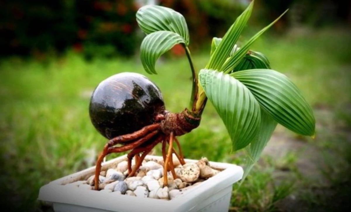 Bonsai Kelapa Termahal di Indonesia